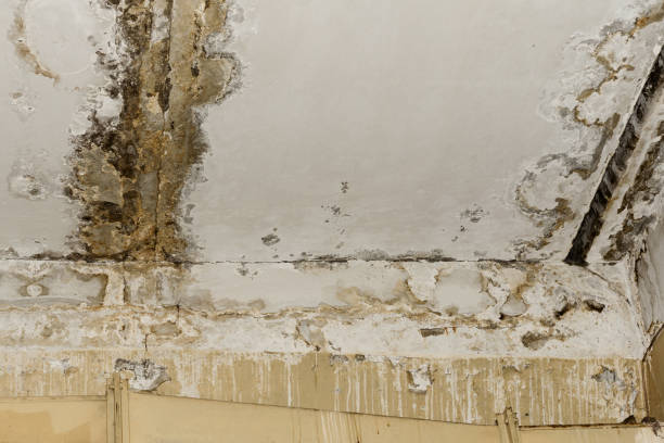 Best Mold Damage Restoration  in Maysville, KY