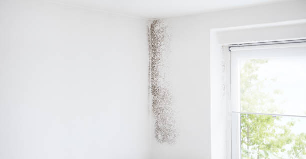 Best Attic Mold Removal  in Maysville, KY