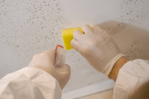Best Mold Damage Restoration  in Maysville, KY