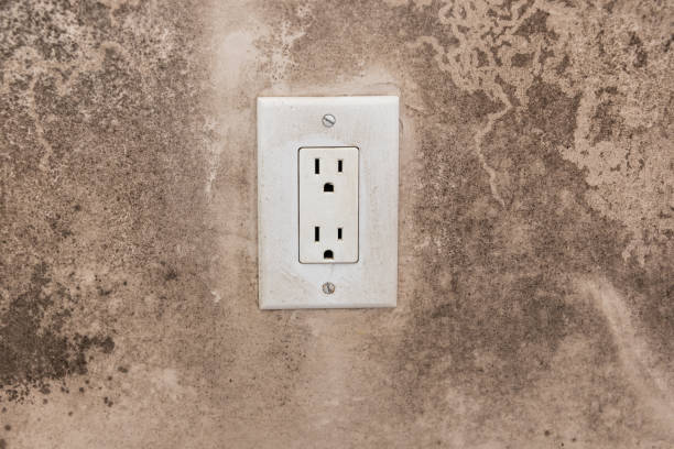  Maysville, KY Mold Removal Pros