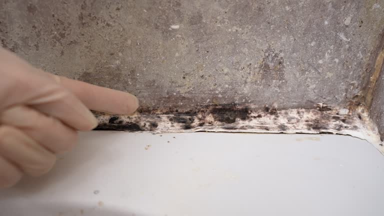 Best Forensic Mold Investigation  in Maysville, KY